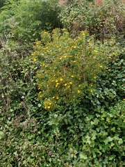 Hypericum glandulosum