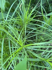 Carex muskingumensis