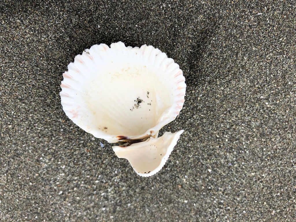 Hairy cockle