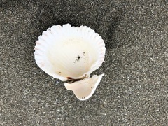 Ciliatocardium ciliatum