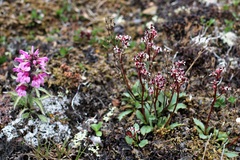 Micranthes razshivinii