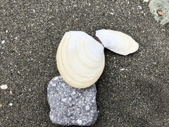 Macoma