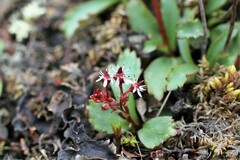 Micranthes razshivinii