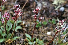 Micranthes razshivinii