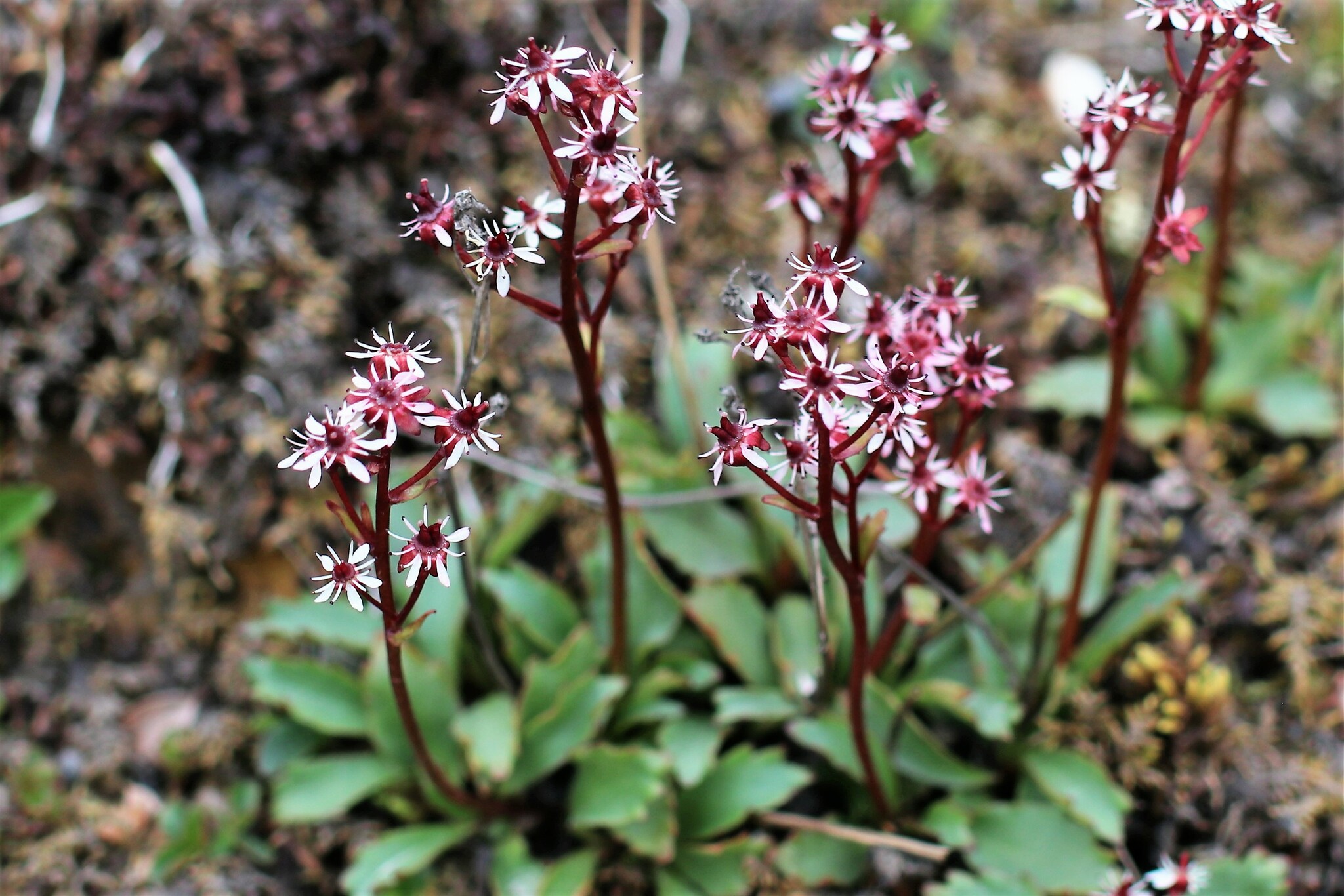 Micranthes razshivinii