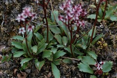 Micranthes razshivinii