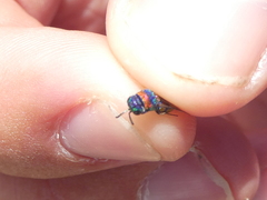 Chrysis semicincta