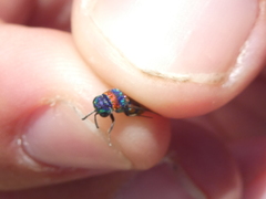 Chrysis semicincta
