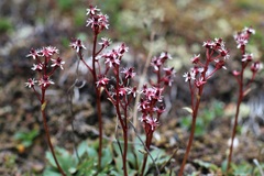 Micranthes razshivinii