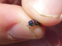 Chrysis semicincta