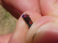 Chrysis semicincta