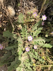 Spergularia macrotheca