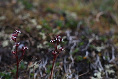 Micranthes razshivinii