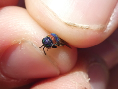 Chrysis semicincta