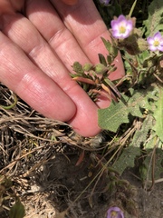 Spergularia macrotheca