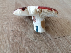 Russula melliolens