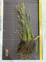 Juncus tenuis