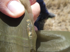 Cephalochilus labiatus