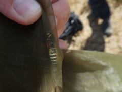 Cephalochilus labiatus