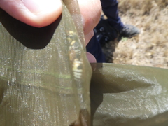 Cephalochilus labiatus