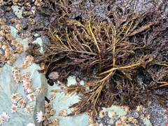 Cryptosiphonia woodii