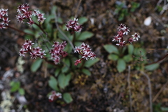 Micranthes razshivinii