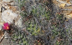 Coryphantha macromeris