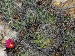 Coryphantha macromeris
