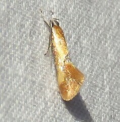 Batia lunaris