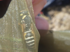 Cephalochilus labiatus