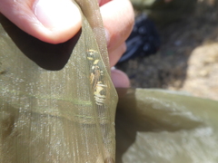 Cephalochilus labiatus