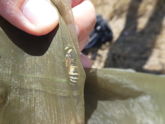 Cephalochilus labiatus