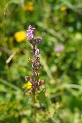 Pedicularis rostratospicata