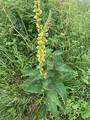 Verbascum nigrum