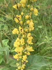 Verbascum nigrum