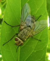 Microphthalma europaea
