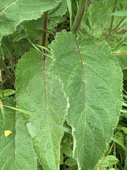 Verbascum nigrum