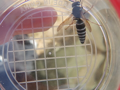 Cephalochilus labiatus