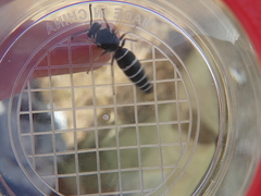 Cephalochilus labiatus