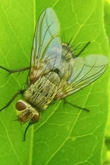 Microphthalma europaea