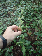 Epipactis leptochila neglecta