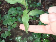 Epipactis leptochila neglecta