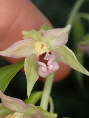 Epipactis leptochila neglecta