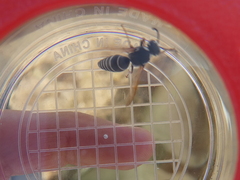 Cephalochilus labiatus