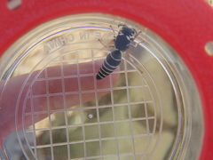 Cephalochilus labiatus