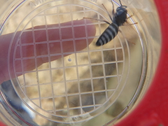 Cephalochilus labiatus