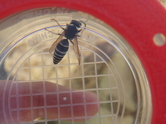 Cephalochilus labiatus