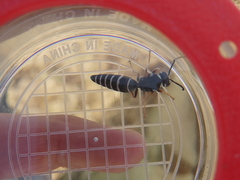 Cephalochilus labiatus