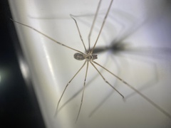 Pholcus manueli