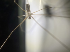 Pholcus manueli